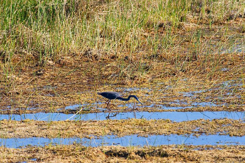 20090220_161823 D3 P1 5100x3400 srgb.jpg - Loxahatchee National Wildlife Preserve